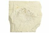 Cretaceous Fossil Shrimp - Lebanon #249573-1